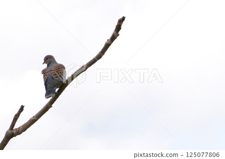 Young turtle doves born in early spring waiting for their parents Young turtle doves born in early spring waiting for their parents 125077806
