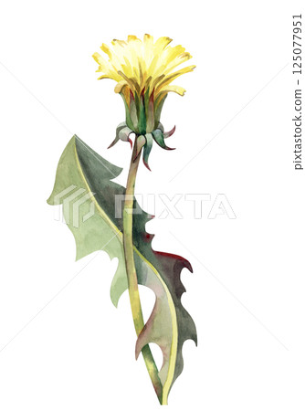 A yellow opening dandelion bud with a green leaf. Watercolor wildflower isolated on a white background. Botanical illustration. A yellow opening dandelion bud with a green leaf. Watercolor wildflower isolated on a white background. Botanical illustration. 125077951