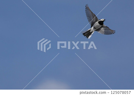 White Wagtail - motacilla alba in natural habitat 125078057