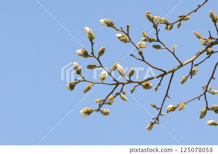 White blossom magnolia tree flowers blue sky. 125078058