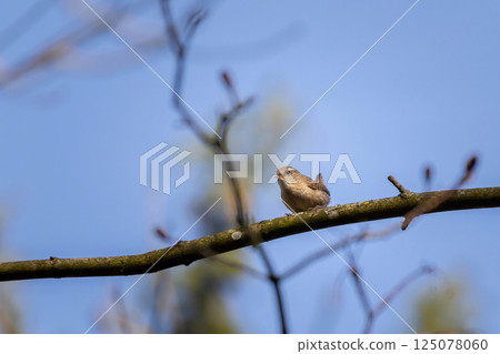 Eurasian wren calling in spring nature 125078060