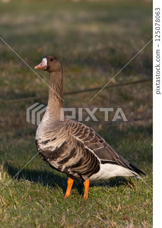 White Fronted Goose (Anser albifrons) on ground 125078063