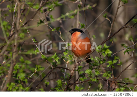 Eurasian bullfinch (Pyrrhula pyrrhula) small passerine bird 125078065