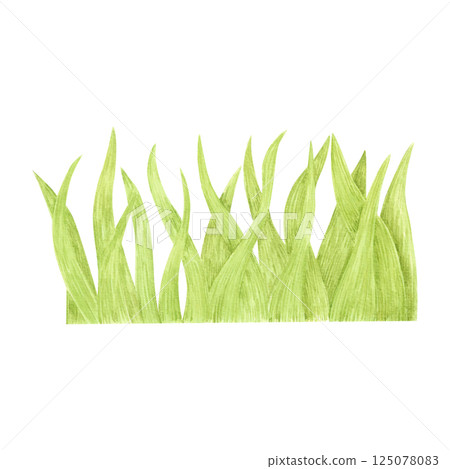 Hand drawn watercolor green grass. Illustration isolated on white background. Can be used for postcard, album, scrapbook and other printed products. 125078083