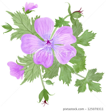 Composition of light purple geranium maculatum flowers and leaves by watercolor Composition of light purple geranium maculatum flowers and leaves by watercolor 125078311