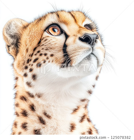 Sleek cheetah displays predatory gaze in minimalistic portrait against white background 125078382