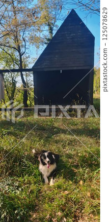 a small dog standing in a garden 125078629