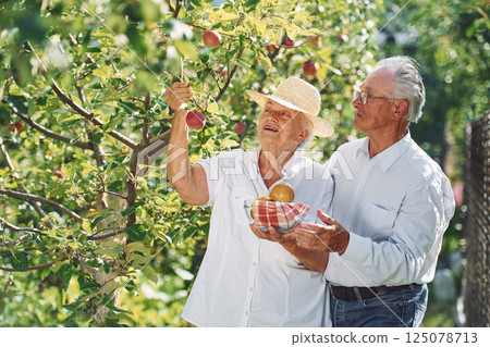 With apples. Lovely senior couple is in the garden together With apples. Lovely senior couple is in the garden together 125078713
