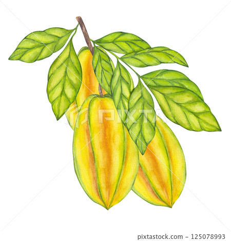Watercolor Starfruit hanging from branch, green leaves foliage. Whole yellow tropical Averrhoa carambola Bilimbi fruit. Botanical exotic star apple. Hand drawn illustration isolated white background 125078993