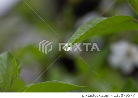 Water droplet hanging from a green leaf tip with soft blurred background and natural freshness Water droplet hanging from a green leaf tip with soft blurred background and natural freshness 125079577