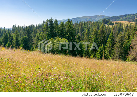 forest on the grassy meadow in mountains. beautiful sunny landscape with spruce trees on the hillside. wonderful scenery of carpathian mountains in summer forenoon. picturesque highland of ukraine forest on the grassy meadow in mountains. beautiful sunny landscape with spruce trees on the hillside. wonderful scenery of carpathian mountains in summer forenoon. picturesque highland of ukraine 125079648