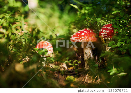 Three fly agaric mushrooms is on the ground in the forest Three fly agaric mushrooms is on the ground in the forest 125079721