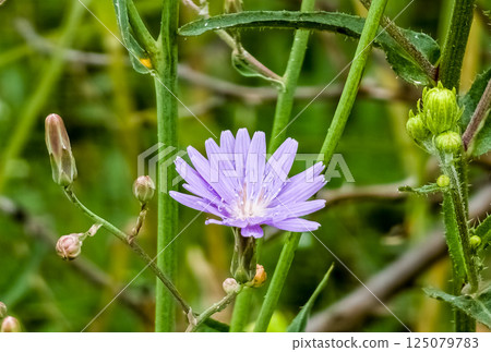 Blue Chicory Flowers, chicory wild flowers on the field. Blue flower on natural background. Flower of wild chicory endive . Cichorium intybus Blue Chicory Flowers, chicory wild flowers on the field. Blue flower on natural background. Flower of wild chicory endive . Cichorium intybus 125079783