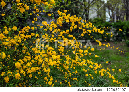 Yellow kerria japonica or Japanese kerria, vivid bush flowering in spring. Yellow flowers represent nature beauty, floral energy, seasonal inspiration. Natural scenic decoration of city 125080407