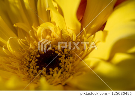 一朵花的特寫 125080495