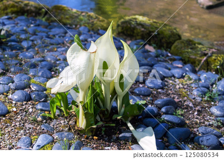 The genus Lysichiton was described by Heinrich Schott in 1857  in Japanese garden 125080534