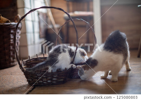 A Group of Playful Kittens Adventurously Exploring a Rustic Wicker Basket Filled with Soft Items A Group of Playful Kittens Adventurously Exploring a Rustic Wicker Basket Filled with Soft Items 125080803