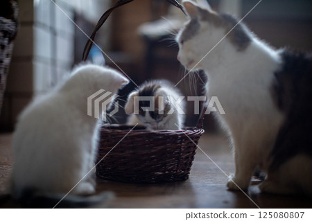 Curious and playful kittens are exploring a cozy basket filled with delightful toys and warmth Curious and playful kittens are exploring a cozy basket filled with delightful toys and warmth 125080807