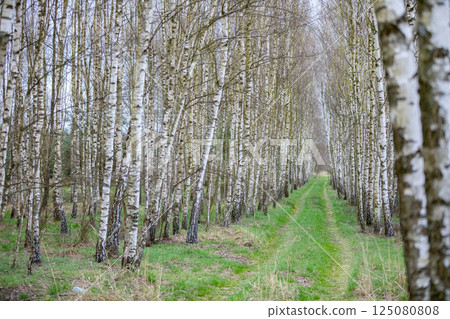 A Beautiful and Peaceful Birch Tree Pathway Surrounded by Natures Tranquil Beauty A Beautiful and Peaceful Birch Tree Pathway Surrounded by Natures Tranquil Beauty 125080808