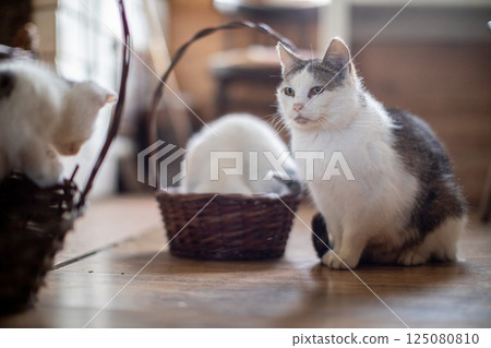 Two adorable cats are nestled together in a cozy home setting, radiating warmth and happiness Two adorable cats are nestled together in a cozy home setting, radiating warmth and happiness 125080810