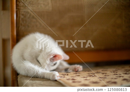 A Playful and Charming White Cat Joyfully Exploring Its Beautiful and Cozy Environment A Playful and Charming White Cat Joyfully Exploring Its Beautiful and Cozy Environment 125080813