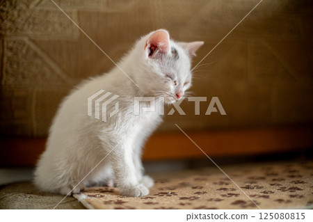 An absolutely adorable white kitten is sitting on a beautifully patterned mat, looking charming An absolutely adorable white kitten is sitting on a beautifully patterned mat, looking charming 125080815