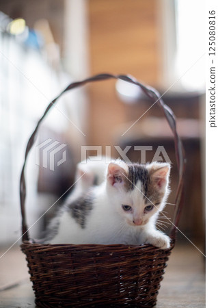 An Adorable Little Kitten Nestled in a Charming and Cozy Basket for Extra Comfort An Adorable Little Kitten Nestled in a Charming and Cozy Basket for Extra Comfort 125080816