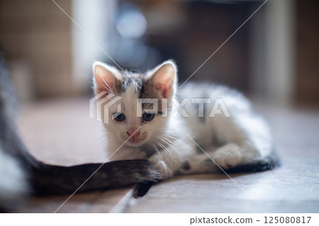 An Adorable Little Kitten Playfully Frolicking Around on the Soft Floor in a Cheerful Way 125080817