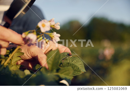 Using magnifying glass. Woman is on the agricultural field at daytime Using magnifying glass. Woman is on the agricultural field at daytime 125081069
