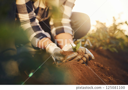 With an artichoke. Woman is on the agricultural field at daytime With an artichoke. Woman is on the agricultural field at daytime 125081100