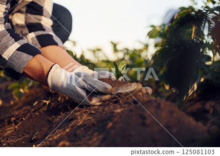 With an artichoke. Woman is on the agricultural field at daytime With an artichoke. Woman is on the agricultural field at daytime 125081103