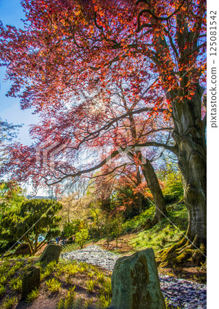 Copper beech tree and cherry blossom in left corner in Japanese garden Copper beech tree and cherry blossom in left corner in Japanese garden 125081542