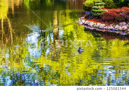 Duck  (DIVING) and amazing reflections in water in Japanese garden in Wroclaw 125081544