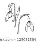 Two snowdrop flowers in elegant black and white line art style. This hand-drawn sketch is perfect for use in printable wall art, coloring books, tattoo, greeting cards, nature-themed branding, package 125081564