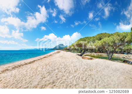 Remarkable view of Maritime pine trees and Osala Beach in national park Stagno Longu. Remarkable view of Maritime pine trees and Osala Beach in national park Stagno Longu. 125082089