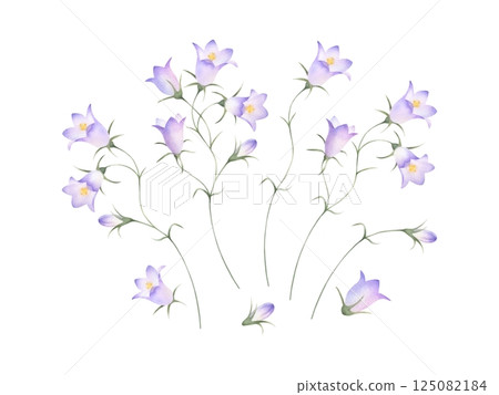Bellflowers wildflowers with lilac purple flowers and buds. Hand drawn floral watercolor isolated illustration set of field plant. Drawing of meadow flower for fabric print, packaging and postcard 125082184