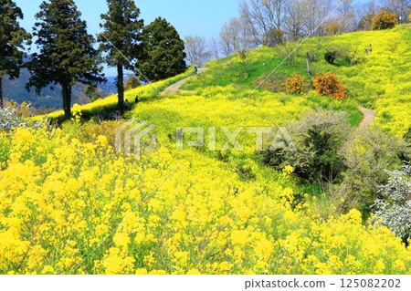[愛媛郡]犬賴嶺的黃色丘陵（油菜花田） 125082202