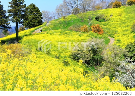 [Ehime Prefecture] Yellow Hills of Inuyori Pass (Rape Flower Fields) 125082203