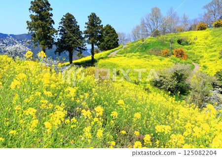 [愛媛郡]犬賴嶺的黃色丘陵（油菜花田） 125082204