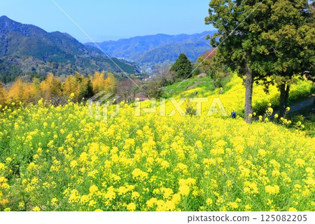 [愛媛郡]犬賴嶺的黃色丘陵（油菜花田） 125082205