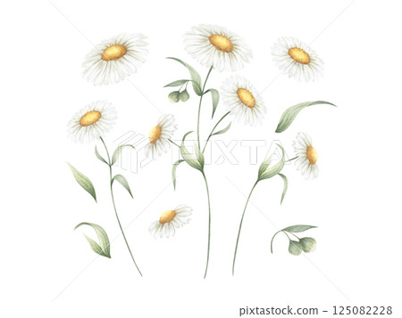 Chamomile wildflower with three flowers, buds and green leaves. Hand drawn floral watercolor isolated illustration set of field plant. Sketch of meadow flower for fabric print, packaging and postcard Chamomile wildflower with three flowers, buds and green leaves. Hand drawn floral watercolor isolated illustration set of field plant. Sketch of meadow flower for fabric print, packaging and postcard 125082228