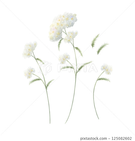 Yarrow wildflower with three white fluffy inflorescences and green leaves. Hand drawn floral watercolor isolated illustration set of field plant. Sketch of meadow flower for fabric print and postcard Yarrow wildflower with three white fluffy inflorescences and green leaves. Hand drawn floral watercolor isolated illustration set of field plant. Sketch of meadow flower for fabric print and postcard 125082602