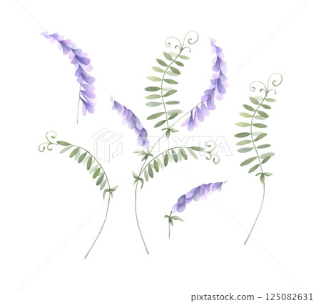 Mouse pea wildflower with lilac purple buds and green leaves. Hand drawn floral watercolor isolated illustration set of field plant. Sketch of meadow flower for fabric print, packaging and sticker Mouse pea wildflower with lilac purple buds and green leaves. Hand drawn floral watercolor isolated illustration set of field plant. Sketch of meadow flower for fabric print, packaging and sticker 125082631
