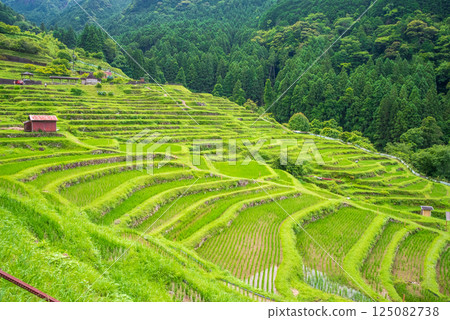 插秧季的丸山千枚田稻田（三重縣熊野市） 125082738