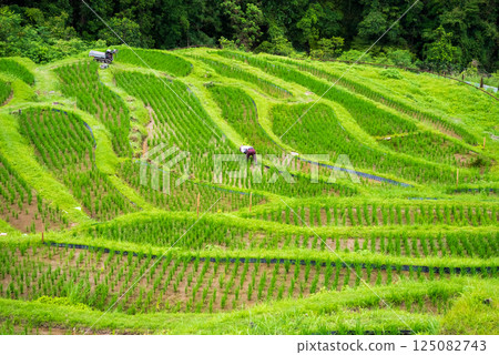 Maruyama Senmaida rice fields during rice planting season (Kumano City, Mie Prefecture) 125082743