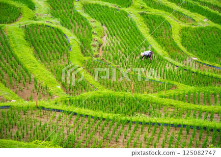 Maruyama Senmaida rice fields during rice planting season (Kumano City, Mie Prefecture) 125082747
