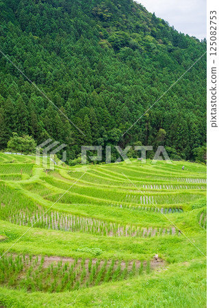 插秧季的丸山千枚田稻田（三重縣熊野市） 125082753