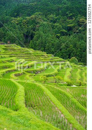 插秧季的丸山千枚田稻田（三重縣熊野市） 125082754