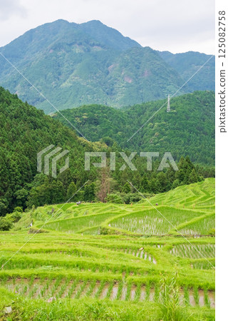 插秧季的丸山千枚田稻田（三重縣熊野市） 125082758