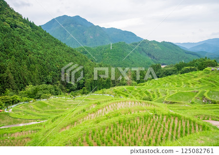 Maruyama Senmaida rice fields during rice planting season (Kumano City, Mie Prefecture) 125082761